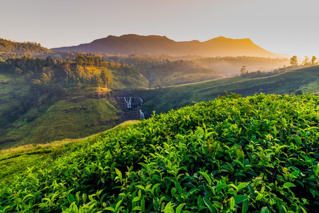 Nuwaraeliya(cooltoussrilanka)